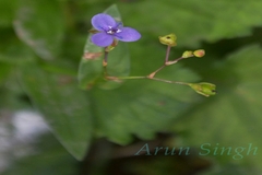 Murdannia spirata